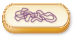 Refer to the sketch below showing the internal structures of a prokaryotic cell.   How would you label, in the correct sequence, the structures that you would encounter if you started at one exterior position of this cell and traveled straight through to its center? A)  Cell wall, capsule, cell membrane, nucleoid, cytoplasm, ribosome B)  Cell membrane, cell wall, capsule, cytoplasm, nucleoid, ribosome C)  Capsule, cell wall, cell membrane, cytoplasm, ribosome, nucleoid D)  Cell wall, capsule, cell membrane, ribosome, cytoplasm, nucleoid E)  Cell membrane, cytoplasm, cell wall, nucleoid, ribosome, capsule