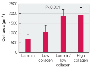 The graph below shows the results of a study using human skin cells grown in culture.Identical cells were grown in culture with or without the proteins laminin or collagen in the substrate of the culture.After a defined period of time, the cell surface areas were measured.   Which statement best provides a conclusion that can be drawn from this study? A)  The presence of laminin in the extracellular matrix of human skin cells is essential for cell growth. B)  The presence of collagen in the extracellular matrix of human skin cells is essential for cell growth. C)  Collagen plus laminin stimulate human skin cell growth to a greater extent than either collagen or laminin alone. D)  Low concentrations of collagen alone or laminin alone are much less effective in stimulating human skin cell growth than high concentrations of collagen. E)  Combining collagen and laminin is more effective at stimulating human skin cell growth than high concentrations of collagen.