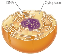 Refer to the figure below.   If the nucleus evolved via a mechanism such as that shown in the figure, which statement would be true of the nuclear envelope? A)  It consists of one membrane layer. B)  It consists of two membrane layers. C)  It is not connected to the endoplasmic reticulum. D)  It has properties different from the cell membrane. E)  It contains a membrane layer that originated from the cell membrane of another cell.