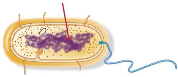 Refer to the sketch of a prokaryote below.   The arrow points to the nucleoid, a region that contains a single molecule of _______.
