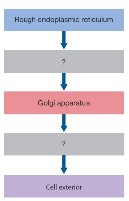 Refer to the figure below.   The flowchart can be completed by filling in the unlabeled boxes with the word _______ to identify the structures used to transport proteins both between organelles and to the cell exterior, where they are secreted into the external environment.