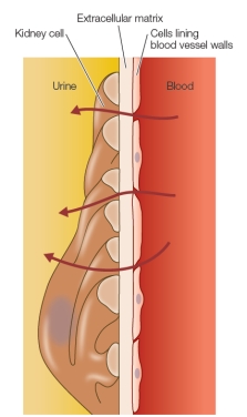The diagram below shows the interface between a blood vessel and several kidney cells.The arrows indicate the direction of flow of molecules from the blood into the kidneys to form urine.The extracellular matrix is shown lying between the kidney cells and the cells lining the blood vessel walls.   This is an example of an extracellular matrix functioning in _______ of molecules, ensuring that proteins are retained in the blood while water, salts, and other small molecules pass into the urine.
