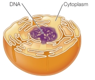 Refer to the figure below.   The figure depicts a theoretical model describing an evolutionary process involving invagination of the cell membrane to form the _______ system that is now observed in all modern eukaryotes.