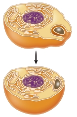 Refer to the diagram below.   The diagram illustrates the early steps in the evolution of eukaryotes according to the theory of _______.