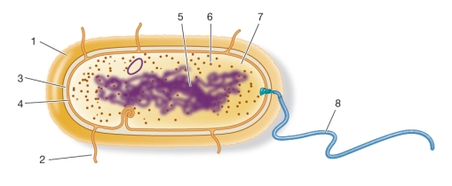 Refer to the figure below.   Which numbers represent cytoplasm, pili, ribosome, and cell wall, in that order? A)  2, 8, 6, 4 B)  5, 2, 6, 3 C)  5, 6, 1, 4 D)  7, 2, 6, 3 E)  7, 6, 5, 3