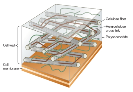The diagram below shows a cutaway side view of a plant cell wall and cell membrane.   Which biological function is emphasized by the structure shown? A)  Transport of materials between cells B)  Uptake of water and materials from the environment C)  Cell-to-cell recognition and communication D)  Structural support of the whole plant E)  Growth and development