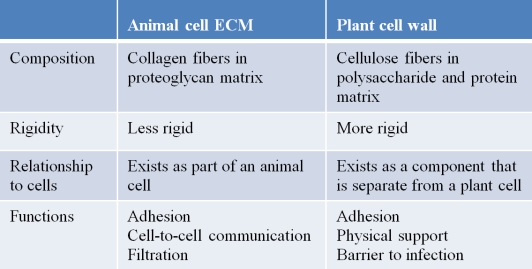 A student created the table below to compare the extracellular matrix of the animal cell with the plant cell wall.   Which statement correctly evaluates the accuracy of the table? A)  The table is accurate as written. B)  The descriptions of relationships to cells should be reversed. C)  The list of functions is inaccurate for the animal cell ECM. D)  The chemical composition of plant cell walls is inaccurate. E)  Animal cell ECM and plant cell walls are equally rigid.
