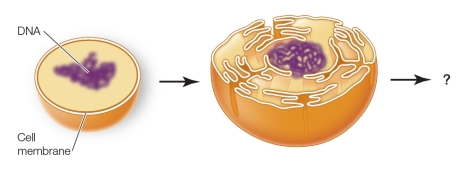 The figure below shows the beginning steps in the evolutionary process that biologists hypothesize led to the formation of the cell nucleus and the rise of eukaryotic cells.   Identify the process shown in the figure, and name a structure other than the nucleus that was likely formed in this same process. A)  Engulfment of another cell, and mitochondrion B)  Invaginations of the cell membrane, and endoplasmic reticulum C)  Engulfment of another cell, and Golgi apparatus D)  Invaginations of the cell membrane, and chloroplast E)  Engulfment of another cell, and lysosome