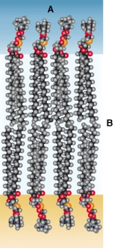 Refer to the figure below.   Which statement about the lipid bilayer shown in the figure is false? A)  The area labeled A contains hydrophilic portions of fatty acids. B)  The area labeled A contains polar groups that can interact with water. C)  The area labeled B contains hydrophobic regions of fatty acids. D)  The area labeled B allows for the movement of charged particles. E)  The area labeled B allows for the diffusion of lipid-soluble particles.