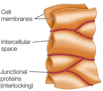 Refer to the figure below.   The type of cell junction shown is most efficient in A)  animal cells that must exchange a lot of material with adjacent cells. B)  animal cells that conduct electrical activity, as in the heart. C)  muscles, where rapid reflexes are required. D)  epithelial cells that line animal body cavities. E)  skin cells that receive stress.