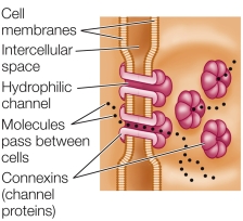 Refer to the figure below.   The type of cell junction shown is most efficient in A)  animal cells that require a tight structure. B)  animal cells that conduct electrical activity, as in the heart. C)  muscles, where rapid reflexes are required. D)  epithelial cells that line animal body cavities. E)  skin cells that receive stress.