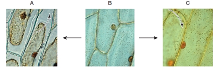 Refer to the figure below.   Which statement regarding the sequence of events shown in the figure is true? A)  The cells in condition B have less turgor pressure than the cells in condition A. B)  The cells in condition A have been placed in a hypotonic solution. C)  The cells in condition C have been placed in a hypertonic solution. D)  The cells in condition C have been placed in an isotonic solution. E)  The cells in condition C have greater turgor pressure than the cells in condition B.