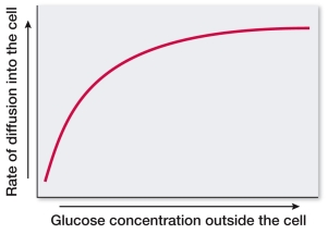 Refer to the figure below.   According to the graph, as the number of glucose molecules increases, the rate of diffusion across a membrane A)  increases indefinitely. B)  decreases. C)  increases until a plateau is reached. D)  can either increase or decrease. E)  remains unchanged.