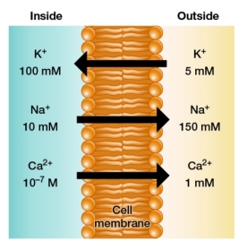 Refer to the figure below showing concentrations of three ions inside and outside a cell, as well as the direction of transport of each ion facilitated by a membrane protein.   Which ions are moved by active transport and why? A)  K<sup>+</sup> and Na<sup>+</sup>, because they are present in millimolar concentrations in the cell B)  Ca<sup>2+</sup>, because it is present in concentrations below the micromolar level in the cell C)  K<sup>+</sup>, because it is being moved into the cell and not out of the cell D)  K<sup>+</sup>, Na<sup>+</sup>, and Ca<sup>2+</sup>, because they are charged particles E)  K<sup>+</sup>, Na<sup>+</sup>, and Ca<sup>2+</sup>, because they are moving from lower to higher concentration