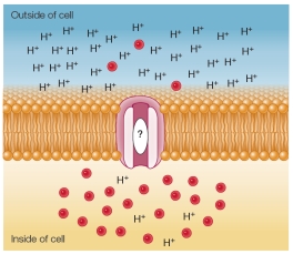 Refer to the figure below, which is being created to illustrate secondary active transport.   The small red circles represent the molecules being transported, and the H<sup>+</sup> symbols represent hydrogen ions.The natural concentration gradient of the red molecules is shown.The hydrogen ion gradient was established by a membrane protein that is not shown.Given this information, which symbol should appear in the oval to indicate the direction of movement of hydrogen ions and red molecules? A)    B)    C)    D)    E)   