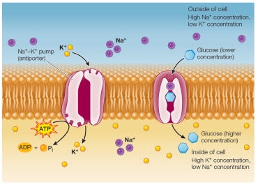 Refer to the figure below, which is being created to illustrate secondary active transport.   What is missing from the figure? A)  A concentration gradient B)  Arrows showing movement of sodium ions C)  A coupled transporter acting to create a concentration gradient D)  Arrows showing movement of glucose molecules E)  A source of energy for sodium ion transport