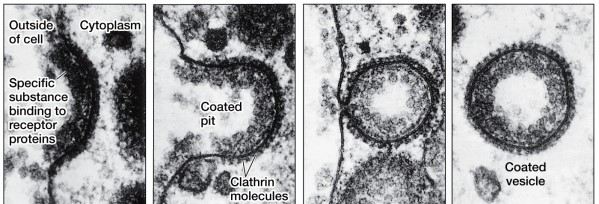 Refer to the figure below showing the process of receptor-mediated endocytosis.   Which statement regarding this process is false? A)  Receptor-mediated endocytosis involves receptor proteins located on the cell's surface. B)  Coated pits are lined on their cytoplasmic surface by clathrin. C)  Receptor-mediated endocytosis is important in cellular uptake of cholesterol. D)  Coated vesicles eventually become part of the endoplasmic reticulum. E)  Coated vesicles contain materials that were previously extracellular.