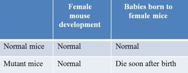 Refer to the table below.   A hormone called epidermal growth factor is taken up by certain cells in mammals through receptor mediated endocytosis.Once inside cells, this hormone stimulates cell growth and differentiation.Female mice known to carry a mutation in the epidermal growth factor receptor were observed to have the characteristics summarized in the table.This mutation likely affects mammals in general.Of the types listed, which mammalian cells are likely affected by this mutation? A)  Mammary glands B)  Ovaries C)  Heart D)  Kidneys E)  Lungs