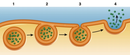 Refer to the figure below showing a series of events in a cell.   Which statement describes what is happening during the phase labeled 2 in the diagram? A)  Chemical bond energy is expended as a vesicle membrane inserts itself into and fuses with the cell membrane. B)  An enzyme associated with a vesicle opens a hole in the cell membrane, allowing the vesicle to fuse with it. C)  New phospholipids are synthesized at the interface between a vesicle and the cell membrane to allow the two lipid bilayers to fuse. D)  As a vesicle membrane contacts the cell membrane, the lipid bilayers of the two membranes merge to form one interconnected membrane. E)  Enzymes within a vesicle digest part of the vesicle membrane to allow the remaining portion to fuse with the cell membrane.