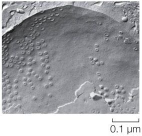 Refer to the image below.   In order to study the distribution of proteins within membranes from different types of cells, a researcher could use the _______ technique to generate images by electron microscopy, such as the one shown above.