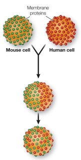 Refer to the figure below, which shows the results of an experiment in which cells from two different species were fused to form a single large cell.Membrane proteins labeled with different-colored dyes were observed and found to undergo mixing and become uniformly distributed after 40 minutes.   The experiment was repeated at a lower temperature, and the same uniform distribution was observed, but it required a much longer time to achieve.These results indicate that temperature affects the _______ of a biological membrane.