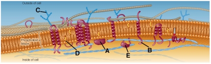 Refer to the diagram below showing the fluid mosaic model.   Which of the labeled components affects the fluidity of the animal cell membrane according to the numbers of this component that are present, as well as other characteristics?