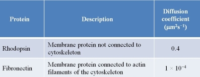 Refer to the table below summarizing information about two membrane proteins.   Diffusion coefficients indicate the rates at which proteins diffuse laterally through the cell membrane.What property of cell membranes is illustrated by a comparison of the information shown about these two proteins, and how does this property fit in with the current model used to describe the cell membrane?