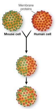 Refer to the figure below.   The experimental technique shown in the figure is used to analyze cell membranes.How does this technique differ from freeze-fracturing techniques in terms of the information about cell membranes it can provide?