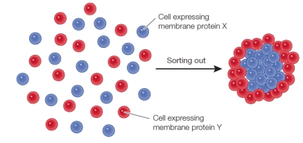 Studies of isolated animal cells mixed together randomly and then placed in culture dishes have shown that they sort themselves out according to the types of membrane proteins they express.The figure below shows an example of this sorting-out process.   Explain the molecular basis for how cells sort themselves out and form attachments to one another in producing the end product shown.