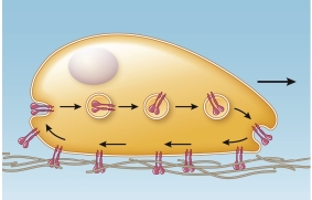 Refer to the figure below, in which the interaction of two substances controls cell movement.   What are these substances?