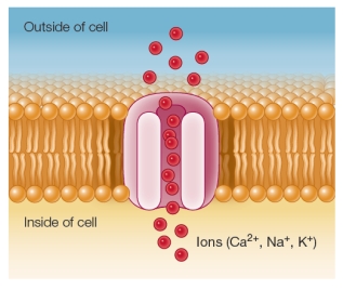 Refer to the diagram below illustrating one type of membrane protein involved in facilitated diffusion of a substance across a biological membrane.   Identify the type of transporter shown, and explain how it differs from the other major type of transporter involved in facilitated diffusion.
