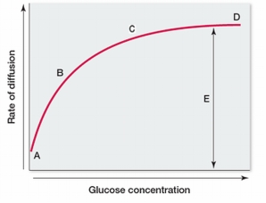 Refer to the graph below showing the relationship between glucose concentration outside a cell and the rate of facilitated diffusion of glucose across a cell membrane via carrier proteins.   Which label on the graph represents saturation of the carrier proteins?