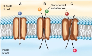 Refer to the figure below.   Name the three types of proteins involved in transport, represented by A, B, and C.