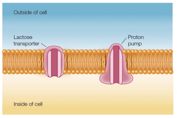 Refer to the figure below showing the beginning sketch of a secondary transport system that moves lactose into a cell.   The system is known to have a lactose transporter and a proton pump.Complete the sketch to show how this system could transport lactose into the cell.