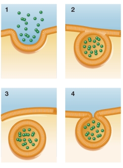 Refer to the figures below:   What is the correct sequence of these figures in the process of exocytosis?