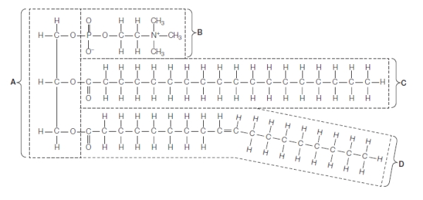 Refer to the figure below showing the structure of a phospholipid molecule.   Which statement explains how this molecule is involved in the makeup of a cell membrane? A)  Part A forms the polar head that associates with water, while parts B, C, and D form the nonpolar tails that associate with other nonpolar tails of other phospholipids in the membrane. B)  Part B forms the polar head that associates with water, while parts C and D form the nonpolar tails that associate with other nonpolar tails of other phospholipids in the membrane. C)  Parts A, B, and D form the polar head that associates with water, while part C forms the nonpolar tail that associates with other nonpolar tails of other phospholipids in the membrane. D)  Parts A, C, and D form the polar head that associates with water, while part B forms the nonpolar tail that associates with other nonpolar tails of other phospholipids in the membrane. E)  Parts B and D form the polar head that associates with water, while parts A and C form the nonpolar tail that associates with other nonpolar tails of other phospholipids in the membrane.