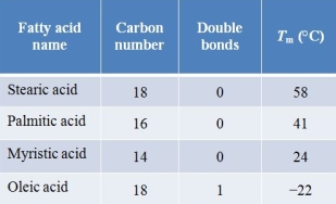 Refer to the figure and table below.     At low temperatures, cell membranes become quite immobile and solid-like.If the temperature is gradually increased, a membrane undergoes small changes until a large change in fluidity is observed.The midpoint temperature corresponding to this large change is called the melting temperature.The graph shows how a cell membrane's melting temperature (T<sub>m</sub>)  is measured.The table shows melting temperature data collected from membranes composed of phospholipids containing different fatty acids.Which statement is consistent with these data? A)  Increasing chain length or introducing double bonds into fatty acids in membrane phospholipids increases temperature-dependent membrane fluidity. B)  Increasing chain length or omitting double bonds from fatty acids in membrane phospholipids increases temperature-dependent membrane fluidity. C)  Decreasing chain length or introducing double bonds into fatty acids in membrane phospholipids increases temperature-dependent membrane fluidity. D)  Decreasing chain length of fatty acids in membrane phospholipids increases membrane fluidity, but introducing double bonds has no effect on temperature-dependent membrane fluidity. E)  Increasing chain length of fatty acids in membrane phospholipids increases temperature-dependent membrane fluidity, but introducing double bonds has no effect on fluidity.