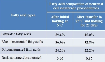 Refer to the table below.   The data in the table were collected during an analysis of neuronal cell membranes from fish of a single species transferred from a cold environment to a warm one.Which statement is consistent with these data and with what you know about membrane fluidity? A)  More fluid membranes are formed at lower temperatures than at higher temperatures because of an increase in the ratio of saturated to unsaturated fatty acid chains in membrane phospholipids. B)  Exposure to higher temperatures results in a shift toward more unsaturated fatty acids in fish membrane phospholipids, which increases the membrane's fluidity. C)  Membranes are more fluid at higher than at lower temperatures, so to maintain a constant fluidity, fish undergo a shift toward increased saturated fatty acid compositions with increasing temperature. D)  Fish adjust the fluidity of their cell membranes at high temperatures by increasing the number of double bonds in the fatty acid chains that make up their membrane phospholipid molecules. E)  Addition of double bonds to fatty acid tails making up membrane phospholipids causes the membrane to become less fluid, so the ratio of saturated to unsaturated fatty acids increases in fish cell membranes as temperature increases.