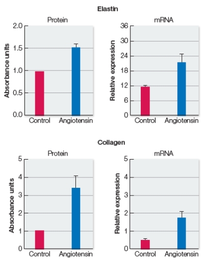 Refer to the graphs below.   Blood vessels constrict in response to the hormone angiotensin.Researchers questioned the roles of elastin and collagen in this response because they are proteins produced and secreted into the extracellular matrix by smooth muscle cells in blood vessel walls.The graphs show protein and mRNA levels corresponding to elastin and collagen in mouse blood vessels under conditions of prolonged angiotensin exposure.Which statement is consistent with these data? A)  Angiotensin stimulates blood vessel constriction by smooth muscle cells, which signals an inhibition of expression of elastin and collagen genes. B)  Smooth muscle cells in blood vessels are induced to express their genes for both elastin and collagen in response to angiotensin. C)  Protein levels of elastin and collagen are raised, but mRNA levels are not affected, suggesting that angiotensin slows protein degradation rates, not gene expression. D)  Constriction of blood vessels relies on increased levels of elastin but not collagen in the extracellular matrix surrounding smooth muscle cells in blood vessel walls. E)  Elastin is more important in the relaxation of blood vessels than in their constriction, and collagen is more important in the constriction of blood vessels than in their relaxation.