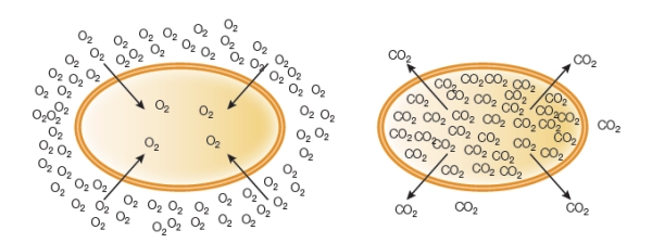 Refer to the two figures below.   The figures show the interaction of the same human muscle cell with oxygen and carbon dioxide.Which statement is correct and supported by these figures? A)  When a substance is present at a high concentration outside of a cell, the substance diffuses into the cell, but when a substance builds up inside a cell, it must be pumped out. B)  The arrows in the two figures indicate that molecules move in only one direction and never in the opposite direction during diffusion. C)  Once the concentrations of a substance are equal on both sides of the membrane, particles stop moving and diffusion stops. D)  Diffusion across the cell membrane occurs in cases of small nonpolar molecules and involves a net movement of molecules in the direction from high to low concentration. E)  Diffusion of substances across a cell membrane differs from diffusion of substances in solution in that equilibrium is achieved only in the case of the cell membrane.