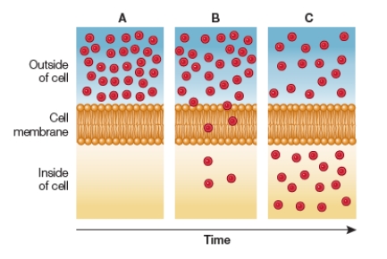 Refer to the figure below showing a substance diffusing into a cell over time.   Which statement provides an accurate description of this figure? A)  The average rate of motion of particles is greater in panel A than in panel C. B)  In panel B, more particles move into the intracellular compartment than move into the extracellular compartment over the same time period. C)  Panel C shows the system at equilibrium, the state in which particles cease to move between the extracellular and intracellular compartments. D)  The rate of change in concentration of particles in the intracellular compartment gradually increases from panel A to panel B to panel C. E)  The rate of change in concentration of particles in the extracellular compartment remains constant from panel A to panel B to panel C.