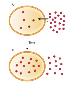 Refer to the figure below showing the diffusion of a substance into a cell over time.   What kind of arrows, if any, should be shown in the part of the figure labeled B? A)  No arrows B)  Two medium-sized arrows, one pointing into the cell and the other pointing out C)  One small arrow pointing into the cell and one large arrow pointing out D)  One large arrow pointing into the cell and one small arrow pointing out E)  One small arrow pointing into the cell and no other arrow
