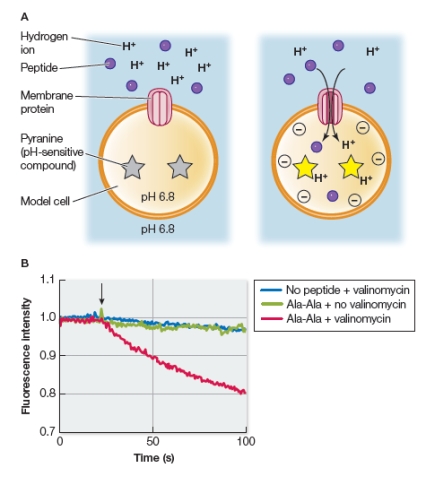 Refer to the figures below.   Researchers investigating the uptake of dipeptides by bacterial cells constructed model cells by embedding the membrane protein responsible for peptide transport in a lipid bilayer.They loaded the interior of the model cell with potassium ions and pyranine, a fluorescent molecule that undergoes a decrease in its fluorescence intensity at low pH.The researchers used the small molecule valinomycin to interact with the membrane lipids of the model cell to release potassium ions into the surrounding environment (no membrane protein is needed for this release) .Upon doing this, the researchers observed an almost immediate change in fluorescence of the pyranine still inside the model cells, but only under certain conditions, as detailed in the graph.What do the results shown in the graph suggest about the membrane protein? A)  The membrane protein is a uniporter that transports dipeptides against their concentration gradients. B)  The membrane protein is a symporter that transports dipeptides only at the same time it transports hydrogen ions. C)  The membrane protein is a symporter that transports dipeptides only at the same time it transports potassium ions. D)  The membrane protein is an antiporter that transports dipeptides in exchange for hydrogen ions. E)  The membrane protein is an antiporter that transports dipeptides in exchange for potassium ions.