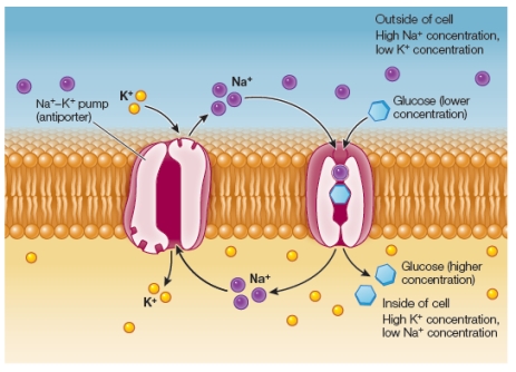Refer to the figure below, which is being created to illustrate secondary active transport.   What is missing from the figure? A)  A concentration gradient B)  A coupled transporter sensitive to a concentration gradient C)  A coupled transporter acting to create a concentration gradient D)  A source of energy for glucose transport E)  A source of energy for sodium ion transport