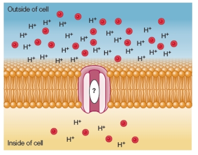 Refer to the figure below, which is being created to illustrate secondary active transport.   The small red circles represent the molecules being transported, and the H<sup>+</sup> symbols represent hydrogen ions.The natural concentration gradient of the red molecules is shown.The hydrogen ion gradient was established by a membrane protein that is not shown.Given this information, which symbol should appear in the oval to indicate the direction of movement of hydrogen ions and red molecules? A)    B)    C)    D)    E)   