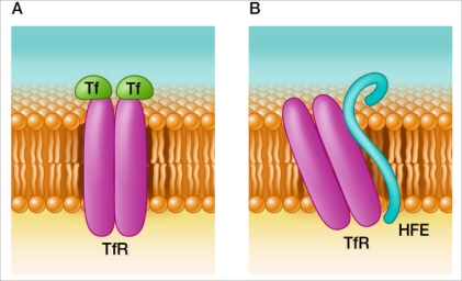 Refer to the figures and table below.     Human blood cell membranes import iron into the cell via receptor-mediated endocytosis.They do this using transferrin receptors to bind the iron-carrier protein transferrin, which carries two Fe<sup>3+</sup> ions per protein molecule.Panel A of the figure above shows two transferrin molecules (T<sub>f</sub>)  bound to one receptor (T<sub>f</sub>R) .Panel B shows the interaction between the regulatory protein HFE and the transferrin receptor, which results in inhibition of transferrin binding to the transferrin receptor.Genetic mutations in transferrin, transferrin receptor, or HFE can lead to red blood cell dysfunctions.How might mutations be involved in the two cases summarized in the table? A)  Patient 1 has a mutation in the transferrin gene that disrupts its ability to bind iron, and patient 2 has a mutation in the transferrin receptor gene that prevents it from binding transferrin. B)  Patient 1 has a mutation in the transferrin receptor gene that prevents it from binding transferrin, and patient 2 has a mutation in the HFE gene that prevents it from binding to the transferrin receptor. C)  Patient 1 has a mutation in the HFE gene that prevents it from binding to the transferrin receptor, and patient 2 has a mutation in the transferrin receptor gene that prevents it from binding HFE. D)  Patient 1 has a mutation in the transferrin gene that disrupts its ability to bind iron, and patient 2 has a mutation in the transferrin gene that prevents it from binding to the transferrin receptor. E)  Patient 1 has a mutation in the HFE gene that prevents it from binding to the transferrin receptor, and patient 2 has a mutation in the transferrin receptor gene that prevents it from binding transferrin.