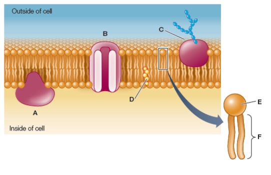 Refer to the figure below.   A channel protein is represented by the letter _______.