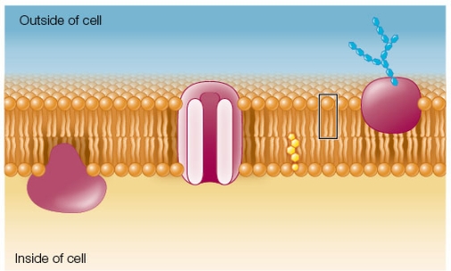Refer to the figure below.   The molecule outlined by a black box represents a phospholipid, which has a phosphate head and two fatty acid tails.The head is _______ because it readily interacts with the aqueous environment.
