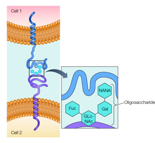 Refer to the figure below.   The figure illustrates how membrane proteins called _______ that are present in cell 2 bind to membrane proteins in cell 1.
