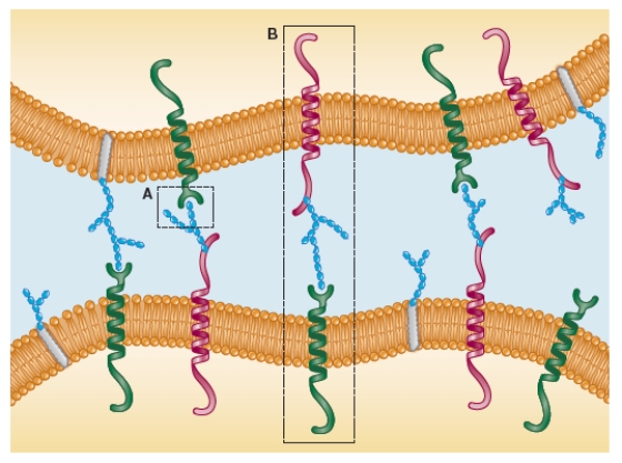 Refer to the figure below.   This diagram can be used to describe two cellular processes that involve membrane proteins.As shown in box A, the process of cell recognition refers to the specific interactions between carbohydrate groups and amino acid groups that allow one cell to identify another cell.As shown in box B, the process of cell _______ results from the strong linkage of two membrane-embedded molecules from two different cells.